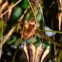 Calico Flower Dutchman's Pipe Aristolochia elegans 20 Seeds