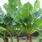 Sikkim Hardy Banana Musa sikkimensis 5 Seeds