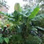 Sikkim Hardy Banana Musa sikkimensis 5 Seeds