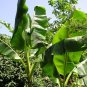 Sikkim Hardy Banana Musa sikkimensis 5 Seeds