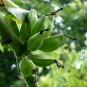 Sikkim Hardy Banana Musa sikkimensis 5 Seeds