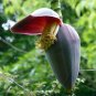 Sikkim Hardy Banana Musa sikkimensis 5 Seeds