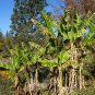 Sikkim Hardy Banana Musa sikkimensis 5 Seeds