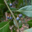 Redbay Persea borbonia 20 Seeds