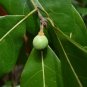 Redbay Persea borbonia 20 Seeds