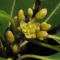 Redbay Persea borbonia 20 Seeds