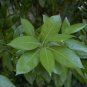 Redbay Persea borbonia 20 Seeds