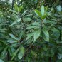 Redbay Persea borbonia 20 Seeds