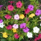 Mixed Four O'Clock Miracle of Peru Mirabilis Jalapa 50 Seeds