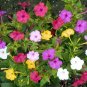 Mixed Four O'Clock Miracle of Peru Mirabilis Jalapa 50 Seeds