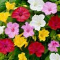 Mixed Four O'Clock Miracle of Peru Mirabilis Jalapa 50 Seeds