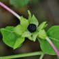 Mixed Four O'Clock Miracle of Peru Mirabilis Jalapa 50 Seeds