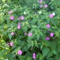 Mixed Four O'Clock Miracle of Peru Mirabilis Jalapa 50 Seeds