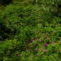 Mixed Four O'Clock Miracle of Peru Mirabilis Jalapa 50 Seeds