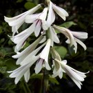 Giant Himalayan Lily  10 Seeds  Cardiocrinum giganteum