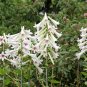 Giant Himalayan Lily  10 Seeds  Cardiocrinum giganteum