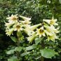 Giant Himalayan Lily  10 Seeds  Cardiocrinum giganteum