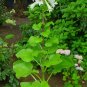 Giant Himalayan Lily  10 Seeds  Cardiocrinum giganteum