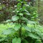 Giant Himalayan Lily  10 Seeds  Cardiocrinum giganteum