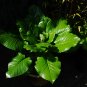 Giant Himalayan Lily  10 Seeds  Cardiocrinum giganteum