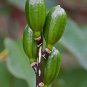 Giant Himalayan Lily  10 Seeds  Cardiocrinum giganteum