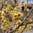 Wintersweet 10 Seeds Chimonanthus praecox Wintersweet 10 Seeds Chimonanthus praecox