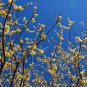 Wintersweet 10 Seeds Chimonanthus praecox