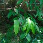 Wintersweet 10 Seeds Chimonanthus praecox