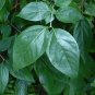 Wintersweet 10 Seeds Chimonanthus praecox