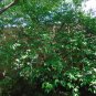 Wintersweet 10 Seeds Chimonanthus praecox