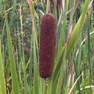 Cattail 500 Seeds Typha latifolia