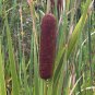 Cattail 500 Seeds Typha latifolia