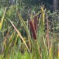 Cattail 500 Seeds Typha latifolia
