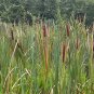 Cattail 500 Seeds Typha latifolia