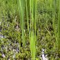 Cattail 500 Seeds Typha latifolia