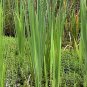 Cattail 500 Seeds Typha latifolia