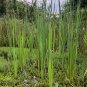 Cattail 500 Seeds Typha latifolia