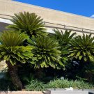Sago Palm  Cycas revoluta  5 Seeds