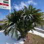 Sago Palm  Cycas revoluta  5 Seeds