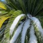Sago Palm  Cycas revoluta  5 Seeds