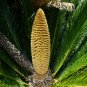 Sago Palm  Cycas revoluta  5 Seeds
