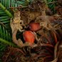 Sago Palm  Cycas revoluta  5 Seeds