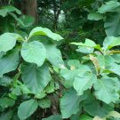 Teak 5 Seeds Tectona grandis Teak 5 Seeds Tectona grandis