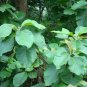 Teak 5 Seeds Tectona grandis