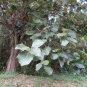 Teak 5 Seeds Tectona grandis