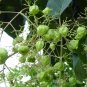 Teak 5 Seeds Tectona grandis