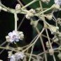 Teak 5 Seeds Tectona grandis