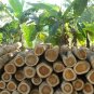 Teak 5 Seeds Tectona grandis