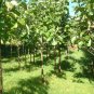 Teak 5 Seeds Tectona grandis