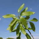Shingle Oak Quercus imbricaria 10 Seeds